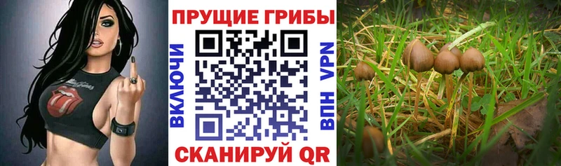 Псилоцибиновые грибы Psilocybe  Барнаул 
